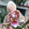 Орхидея Phalaenopsis peloric, multiflora (отцвёл, РЕАНИМАШКА)