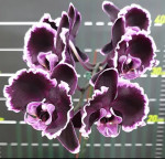 Орхидея Phalaenopsis Summer Breath, midi (отцвел)