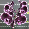 Орхидея Phalaenopsis Summer Breath, midi (отцвел)