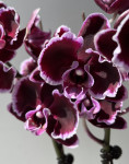 Орхидея Phalaenopsis Summer Breath, midi 