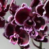 Орхидея Phalaenopsis Summer Breath, midi 