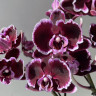 Орхидея Phalaenopsis Summer Breath, midi 