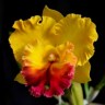 Орхидея Cattleya Yellow with Red Lip (сеянцы)
