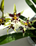 Орхидея Oncidium Titanium Treasure white 