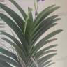Орхидея Vanda Pure Wax Blue (отцвела)