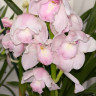 Орхидея Cymbidium (отцвел)