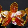 Орхидея Phal. Ambotrana x P.Kung's Red Cherry (еще не цвёл)    