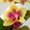 Орхидея Phalaenopsis Tess, mini (отцвел)
