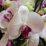 Орхидея Phalaenopsis Winter Love (отцвел)