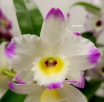 Орхидея Dendrobium nobile (отцвёл)