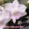 Орхидея Phalaenopsis pulcherrima 'pink' (отцвел)   