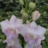 Орхидея Phalaenopsis pulcherrima 'pink' (отцвел)   