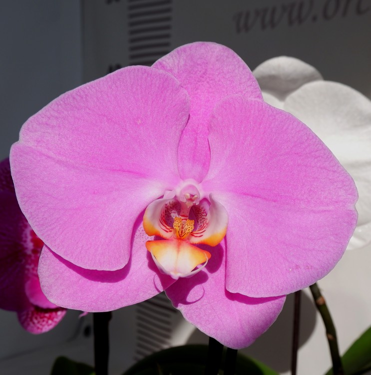 Орхидея Phalaenopsis Singolo Bright Pink (отцвел)
