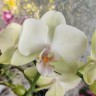Орхидея Phalaenopsis multiflora (отцвел, РЕАНИМАШКА) 