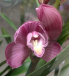 Орхидея Cymbidium 