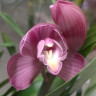 Орхидея Cymbidium 