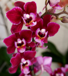 Орхидея Phalaenopsis Cranberry Cha Cha, multiflora (отцвел) 