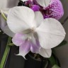 Орхидея Phalaenopsis, Big Lip  