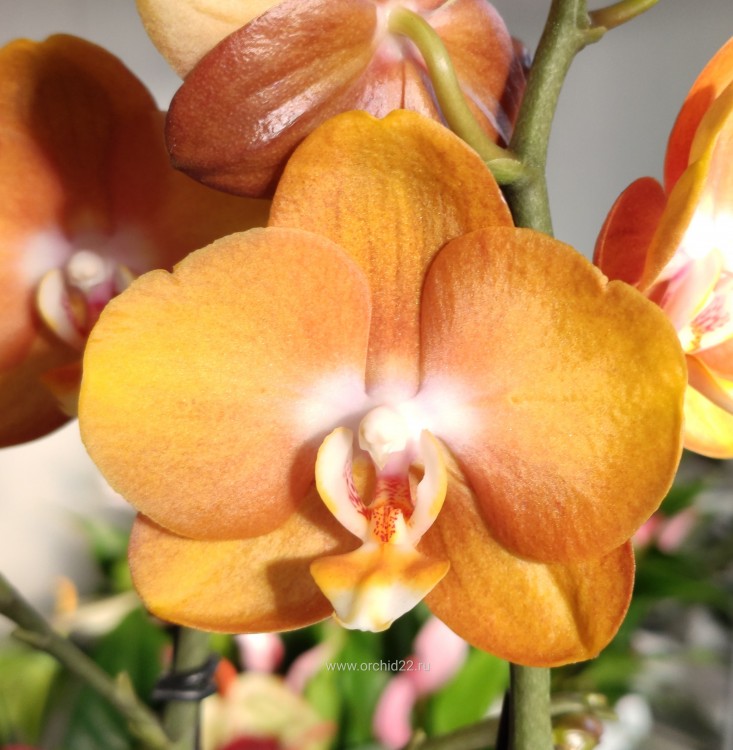 Орхидея Phalaenopsis Las Vegas (отцвел)