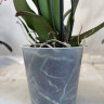 Орхидея Phalaenopsis Las Vegas + ДЕТКА, d-12см 