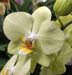 Орхидея Phalaenopsis Milan (отцвел, РЕАНИМАШКА)