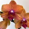 Орхидея Phalaenopsis Dubrovnik, midi (отцвел)