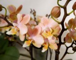 Орхидея Phalaenopsis Perfumе Valkion, multiflora (отцвел)