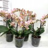 Орхидея Phalaenopsis Perfumе Valkion, multiflora (отцвел)