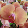 Орхидея Phalaenopsis Volcano  