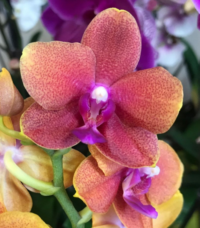 Орхидея Phalaenopsis Bronze Buddha (цветет, УЦЕНКА)