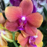 Орхидея Phalaenopsis Bronze Buddha (отцвел, УЦЕНКА*)