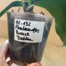 Орхидея Phalaenopsis Bronze Buddha (отцвел, УЦЕНКА*)