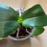 Орхидея Phalaenopsis Bronze Buddha (отцвел, УЦЕНКА*)