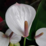 Anthurium Lipa Pink (деленка без цветов)