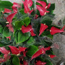 Anthurium Lili red