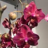 Орхидея Phalaenopsis Kimono peloric