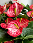 Anthurium Livium Brilliant (отцвел)