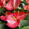 Anthurium Livium Brilliant (отцвел)