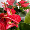 Anthurium Livium Brilliant (отцвел)