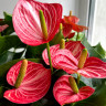 Anthurium Livium Brilliant (отцвел)