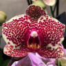 Орхидея Phalaenopsis OX Red Sesame (отцвел, РЕАНИМАШКА)