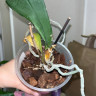 Орхидея Phalaenopsis OX Red Sesame (отцвел, РЕАНИМАШКА)