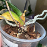 Орхидея Phalaenopsis OX Red Sesame (отцвел, РЕАНИМАШКА)