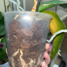 Орхидея Phalaenopsis OX Red Sesame (отцвел, РЕАНИМАШКА)