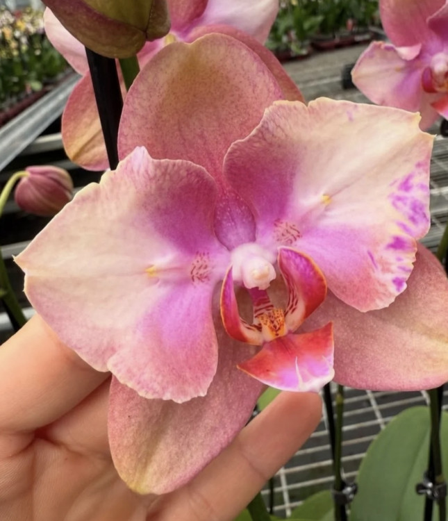 Орхидея Phalaenopsis Baby Dinamite peloric