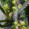 Орхидея Cymbidium (отцвел)
