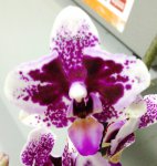Орхидея Doritaenopsis (отцвёл)