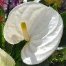 Anthurium Sierra White (деленка без цветов)