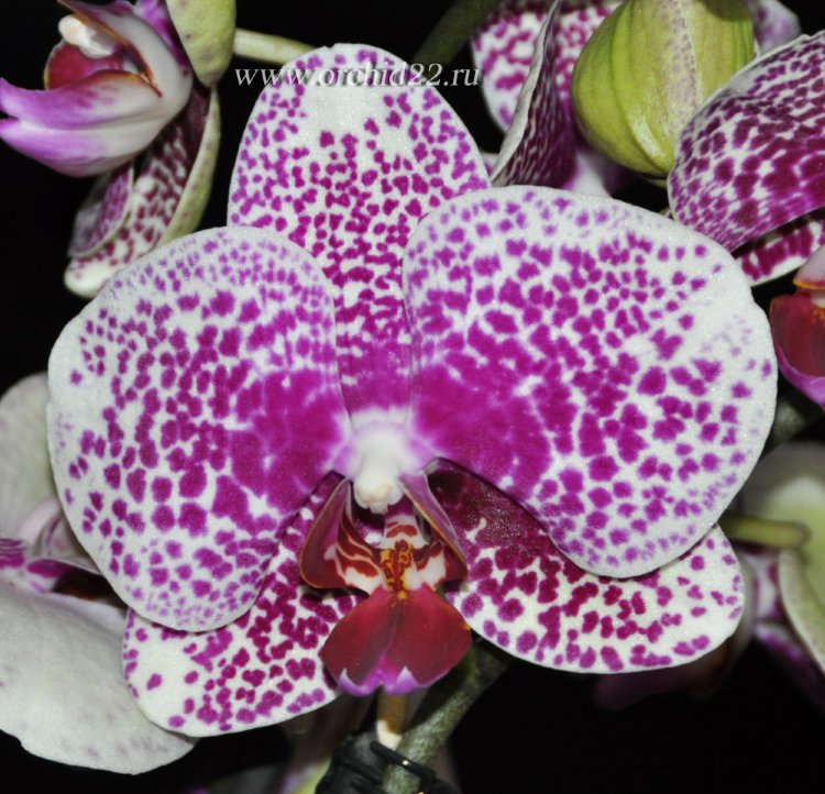 Орхидея Phalaenopsis Fancy 