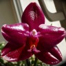 Орхидея Phalaenopsis Sogo Grape (отцвёл)     